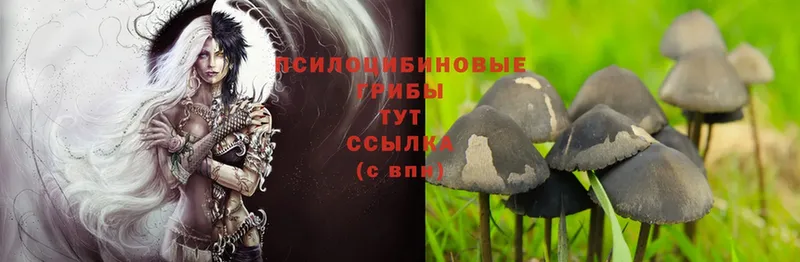 где можно купить наркотик  гидра ссылка  Галлюциногенные грибы Psilocybine cubensis  Кисловодск 